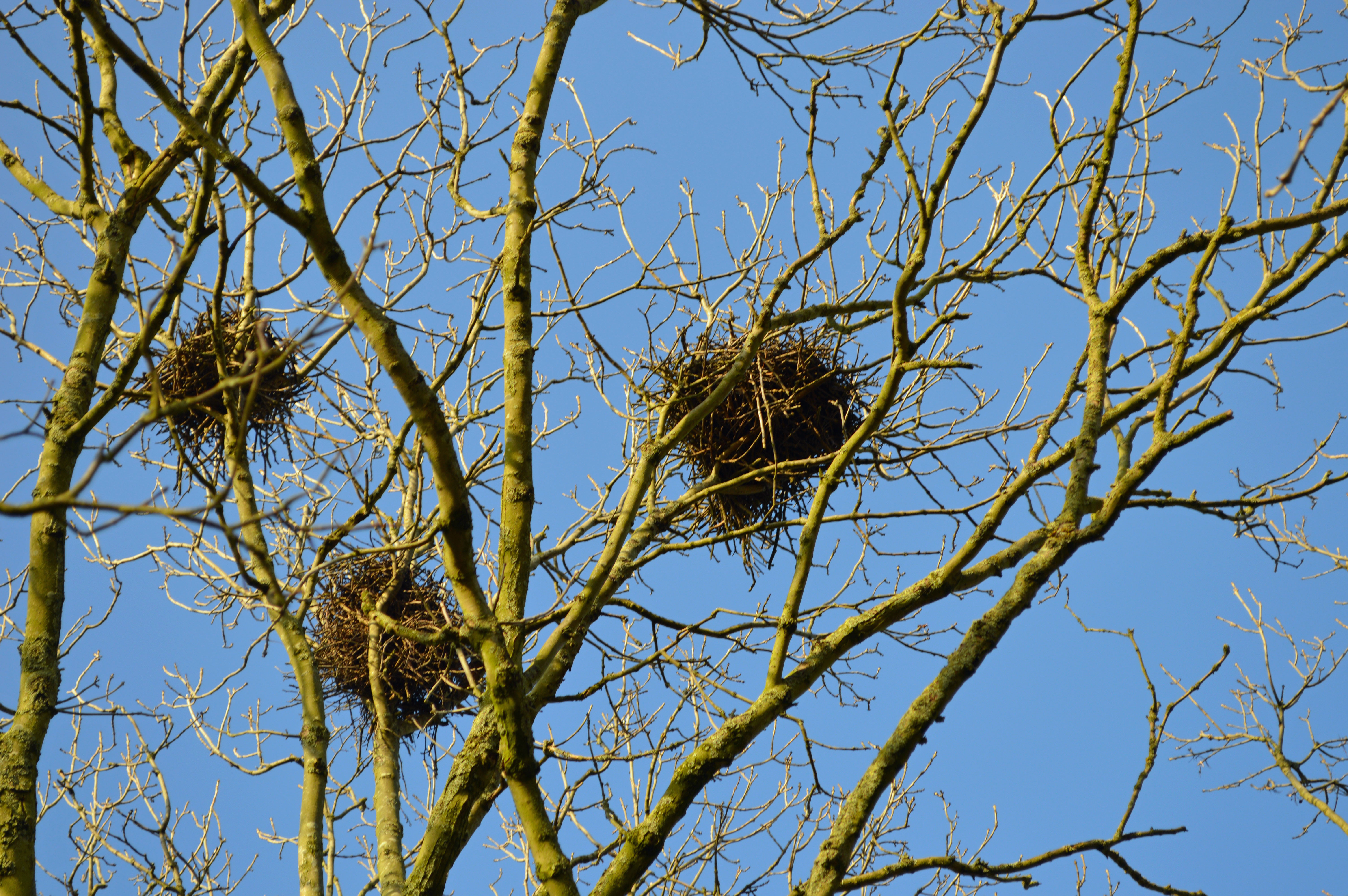 Пустое гнездо на дереве